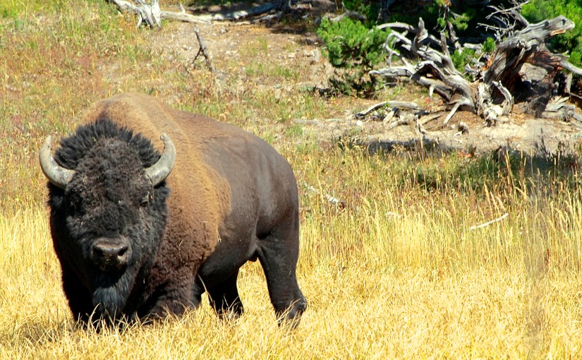 Discovering Wyoming : Race Against&nbsp;Time